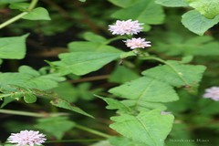 Persicaria runcinata